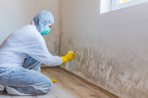 Licensed Commercial Mold Remediation service in Madison, MD - WQB Mold Removal
